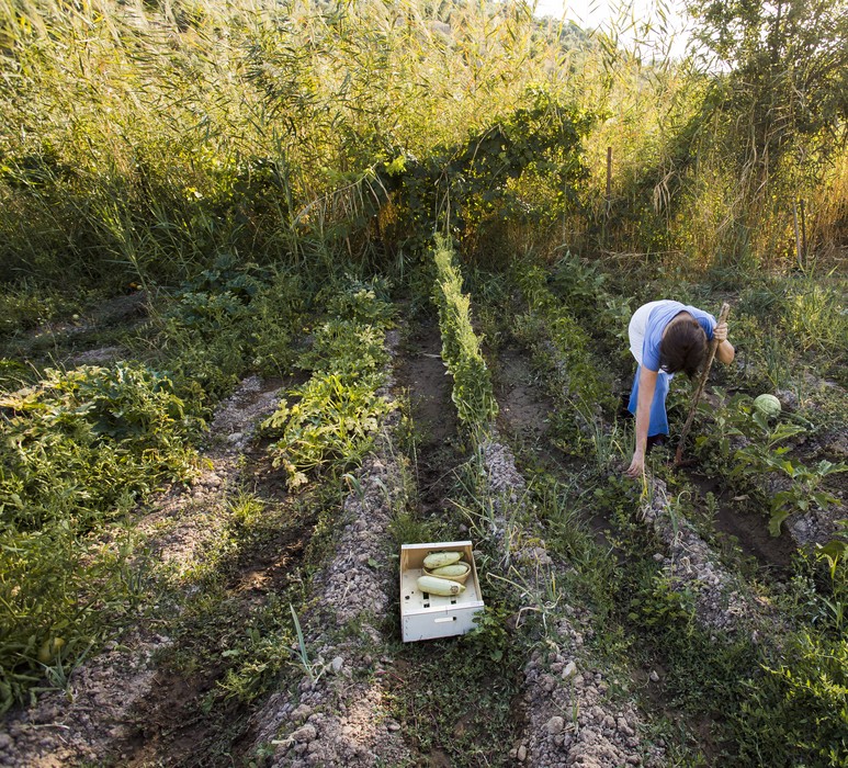 Agricultura regenerativa: persona recolectando alimentos.