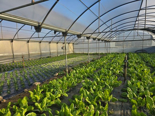 Estrés hídrico en plantas - invernadero.